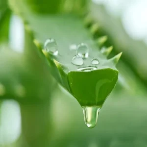 Aloe Vera Leaf Products