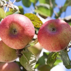 Apple Fruit Products