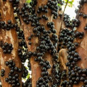 Jabuticaba Fruit Products